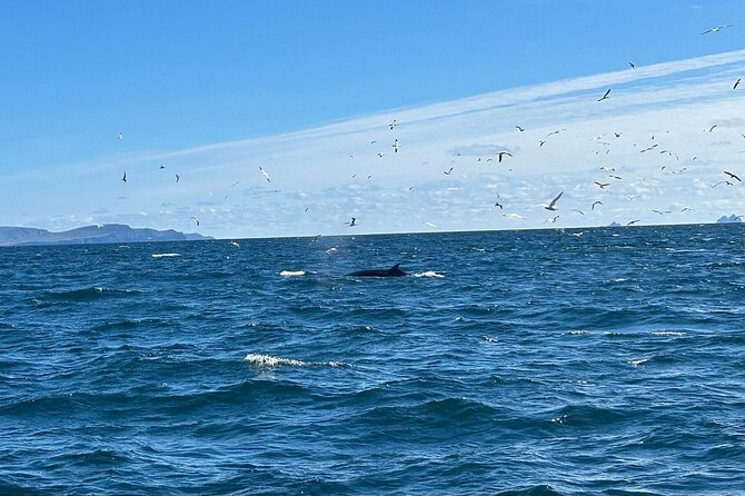 Dingle Boat Tours RIB Adventure Private - Skimming past Dingle’s cliffs