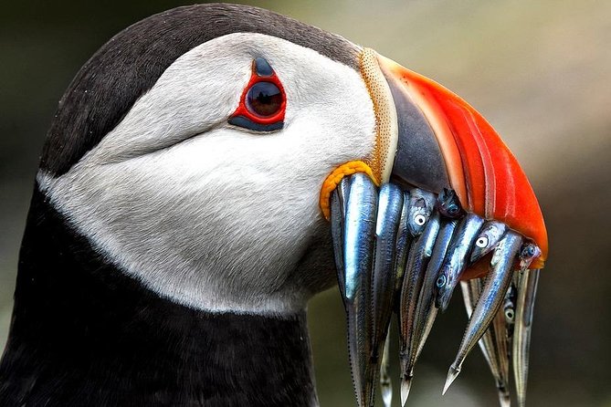Dingle Boat Tours Wildlife RIB Adventure - The RIB ride and the Atlantic coast