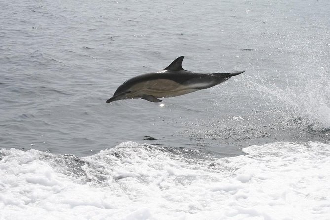Dingle Boat Tours Wildlife RIB Adventure - What the guide adds to the two-and-a-half hours