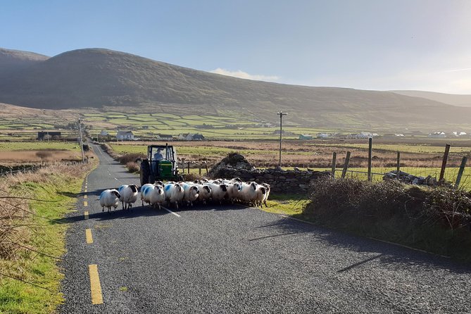 Dingle: Hour Slea Head Drive Tour 4hr - Personal Chauffeur Guide - Clogher Strand and Gallarus Oratory