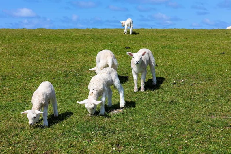 Dingle Peninsula & Slea Head Drive: Tour from Killarney - Key points at a glance