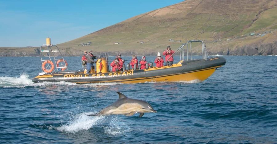 Dingle: Sea Safari by RIB Boat - Key points to know before you book