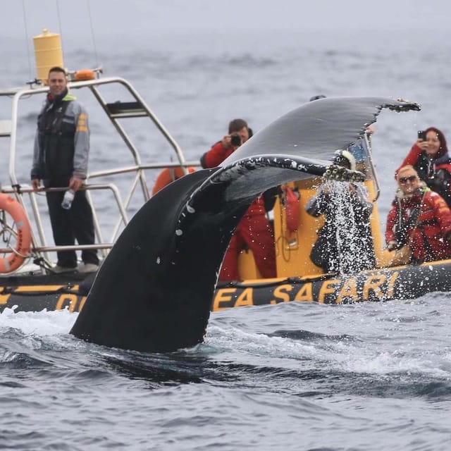 Dingle: Sea Safari by RIB Boat - Watching seals and other marine life
