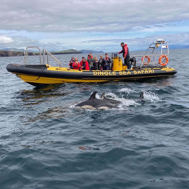 Dingle: Sea Safari by RIB Boat - Great Blasket Island and its human story