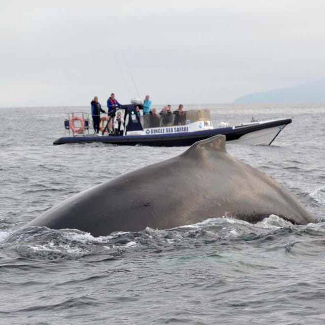 Dingle: Sea Safari by RIB Boat - Is $125 a fair price?