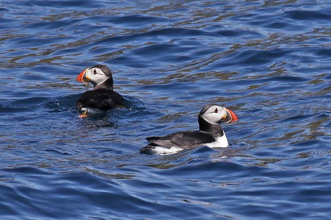 Dolphin and Whale Watching Tour from Dingle - Key points before you book