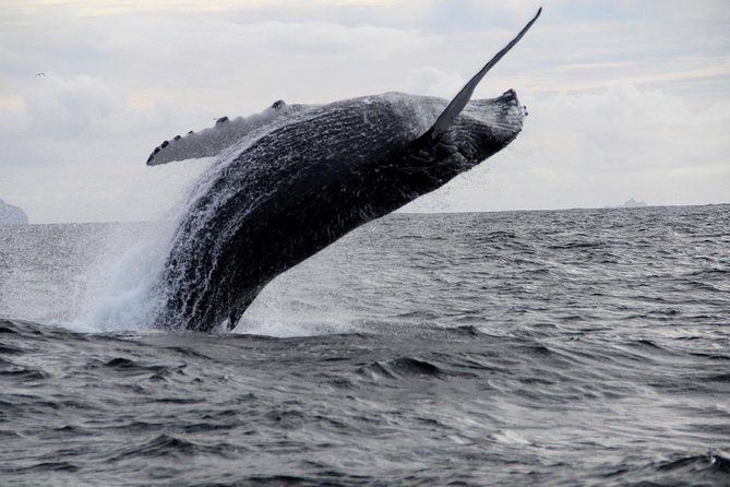 Dolphin and Whale Watching Tour from Dingle - Dingle Peninsula, Dunbeg Fort, and Slea Head