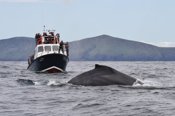Dolphin and Whale Watching Tour from Dingle - Setting out from Ventry Pier at 1 p.m.