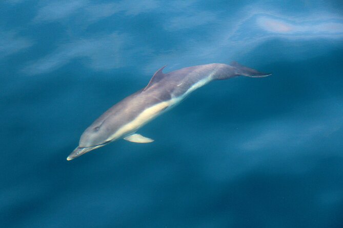 Dolphin & Whale Watching (4hrs) + Blasket Island Landing (3hrs) - Why this seven-hour outing is more than whale watching