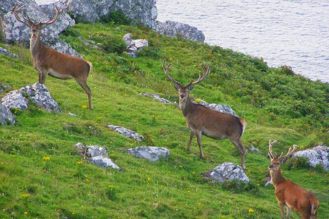 Dolphin & Whale Watching (4hrs) + Blasket Island Landing (3hrs) - Three hours on Great Blasket Island
