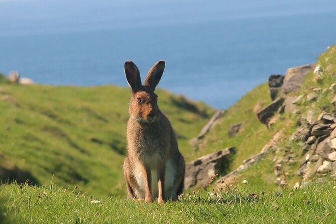 Dolphin & Whale Watching (4hrs) + Blasket Island Landing (3hrs) - Tearaght Island and Europe’s western lighthouse