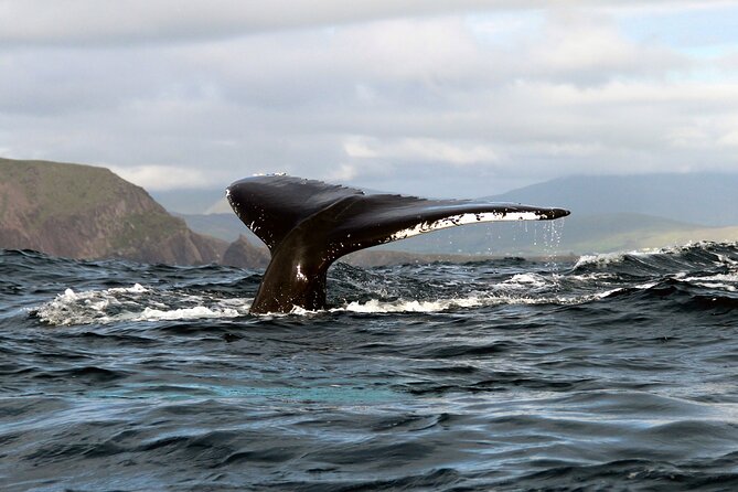 Dolphin & Whale Watching (4hrs) + Blasket Island Landing (3hrs) - Crossing Dingle Bay in search of dolphins and whales