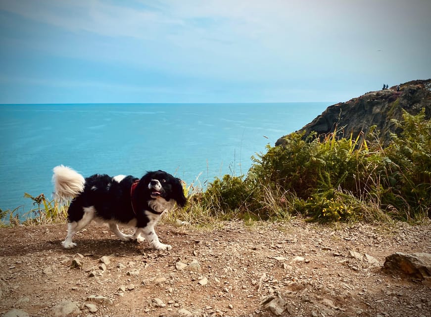 Dublin: Dublin Coastal Hike and Pints & Puppies - Who will enjoy this coastal walk most