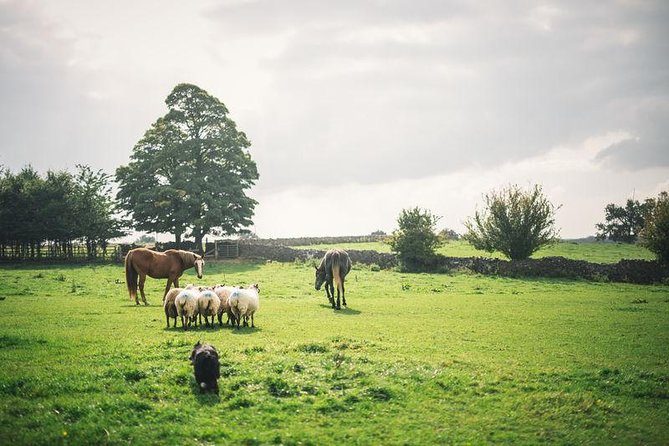 Dublin: Glendalough, Wicklow, Kilkenny and Sheepdog demonstration - Why this day trip works from Dublin