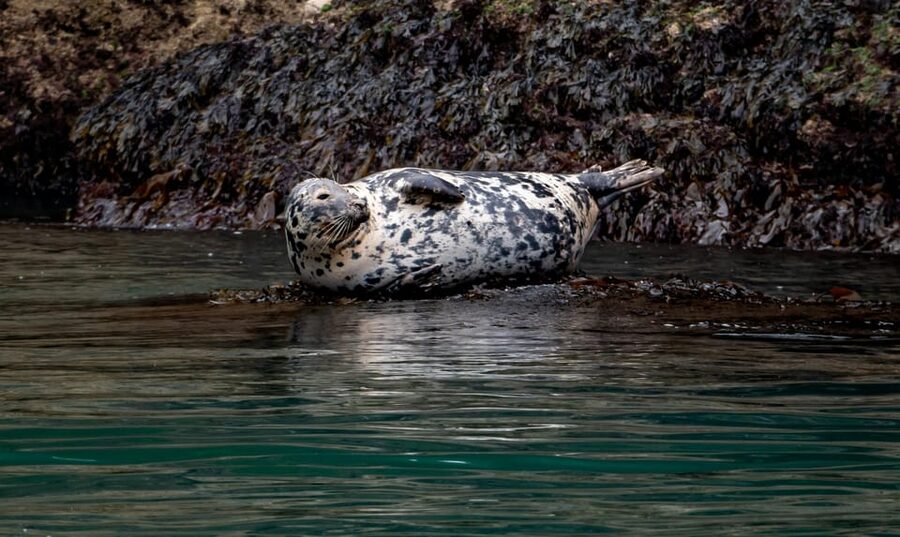 Dublin: History and Wildlife Boat Tour with Live Commentary - Key points to know before booking