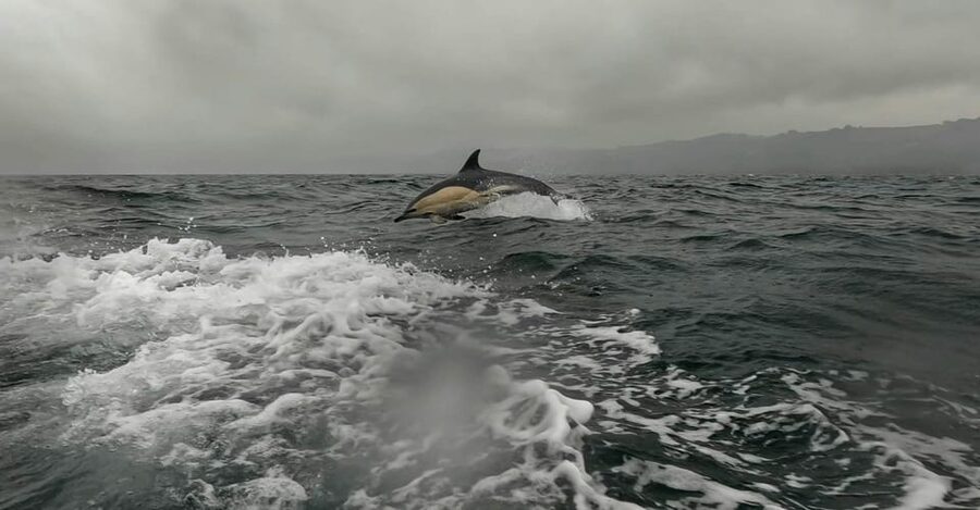 Dublin: History and Wildlife Boat Tour with Live Commentary - The first 15 minutes: gear, briefing, and safety