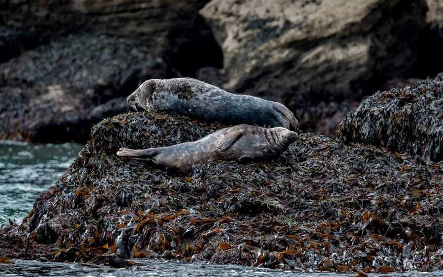Dublin: History and Wildlife Boat Tour with Live Commentary - Wildlife watching: what you may see