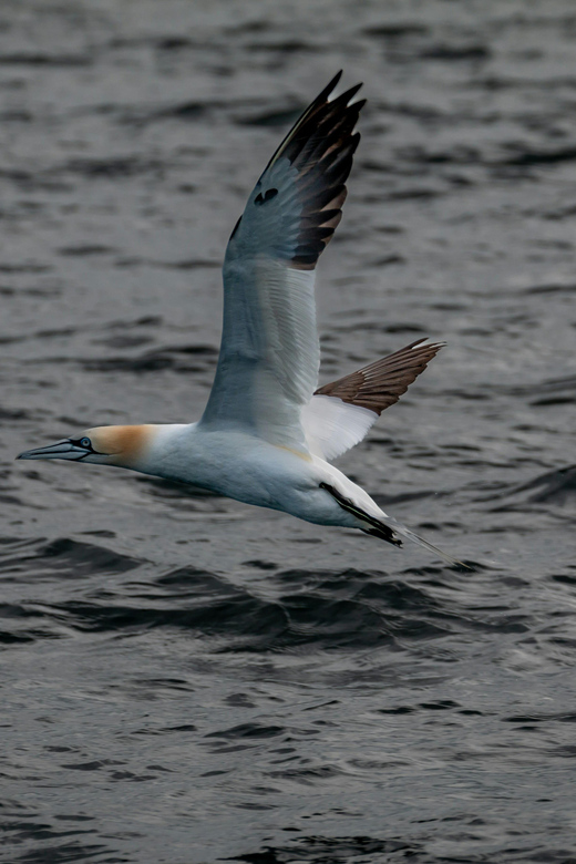 Dublin: History and Wildlife Boat Tour with Live Commentary - Finding the Goat Boat Tours departure point