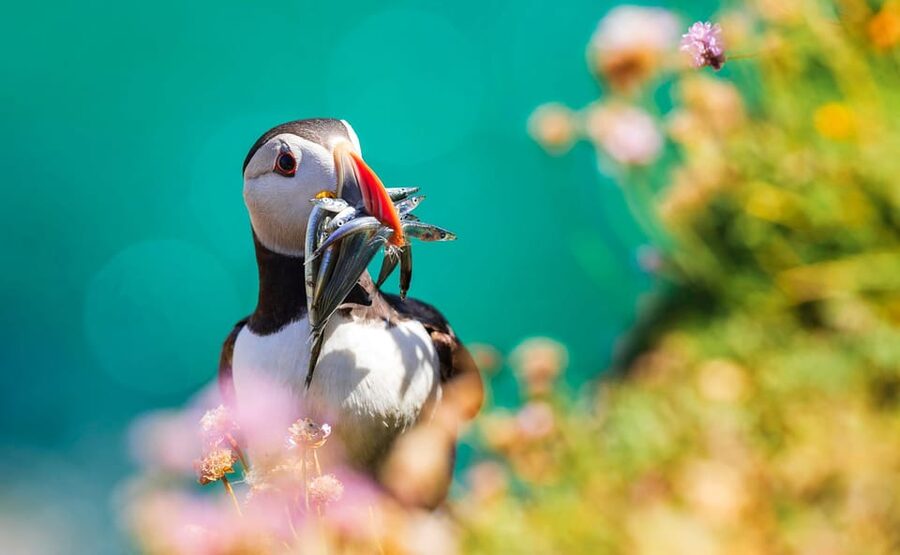 Dublin: Howth Coast and Ireland's Eye Boat Tour - Commentary, local stories, and the human touch