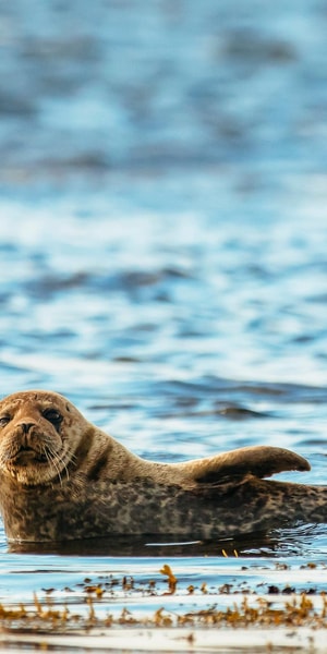 Dublin: Howth Coastal Boat Tour - FAQ