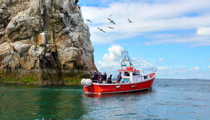 Dublin: Howth Coastal Boat Tour - A 50-minute route around Ireland’s Eye