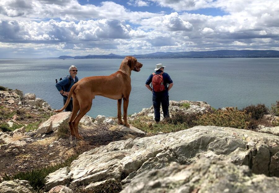Dublin: Howth Coastal Hiking Tour - St Mary’s Abbey and the old village