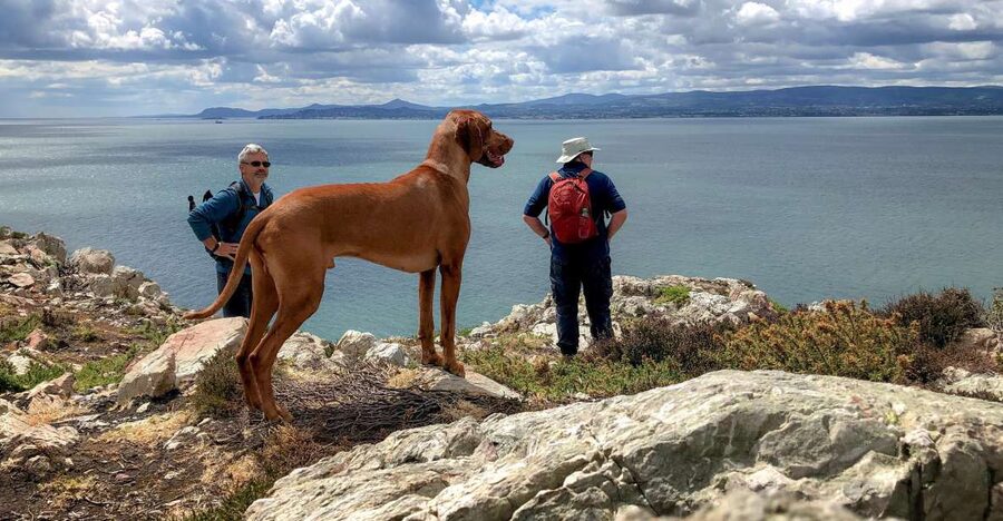 Dublin: Howth Coastal Hiking Tour - Starting at Howth Market and the fishing harbour
