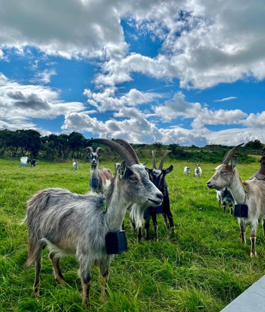 Dublin: Howth Safari Hiking Tour - Jamesons Cove and the appeal of the off-road route