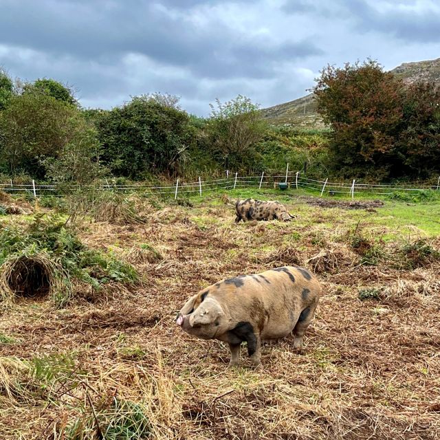 Dublin: Howth Safari Hiking Tour - Cliffs, Baily Lighthouse, and the best photo stops