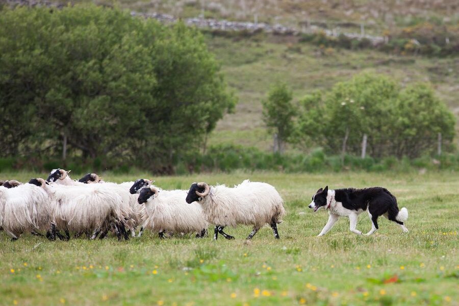 Dublin: Kilkenny, Wicklow & Glendalough Tour & Sheepdog Show - Four details that make this day trip worthwhile