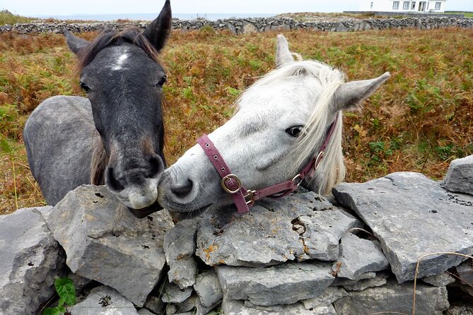 Electric biking on Inishmore island. Aran island. Self-guided. Full day. - The Worm Hole, seals, and open-air scenery