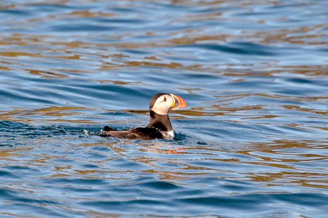 Exhilarating Rib experience - Dingle sea safari - Five things to know before booking