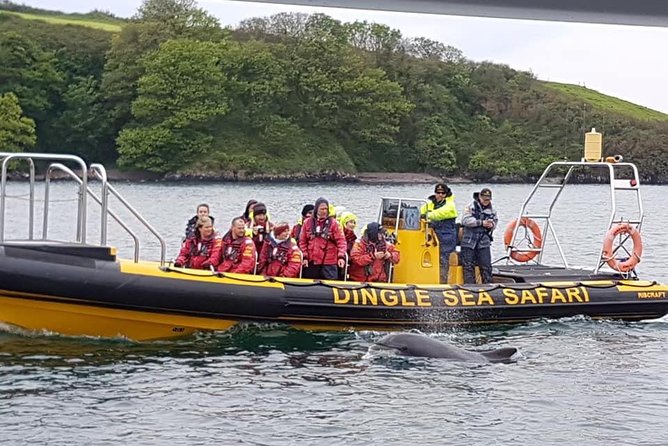 Exhilarating Rib experience - Dingle sea safari - Meeting the boat beside Dingle Harbour