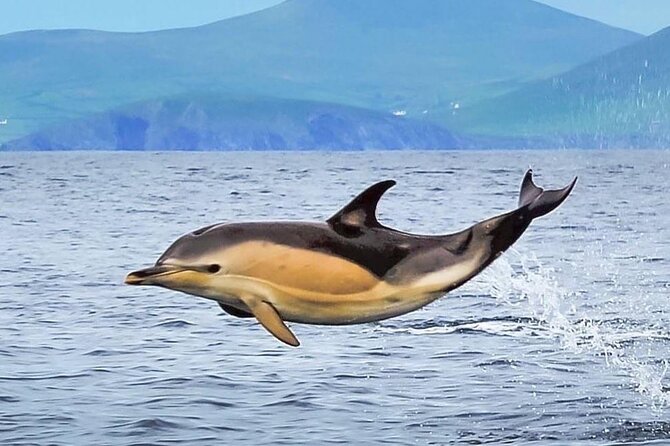 Exhilarating Rib experience - Dingle sea safari - Who will enjoy this three-hour safari?