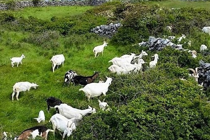 Food, heritage & cultural tour Inishmore, Aran Islands. Guided. - Dún Aonghasa, Inishmore’s great Atlantic fort