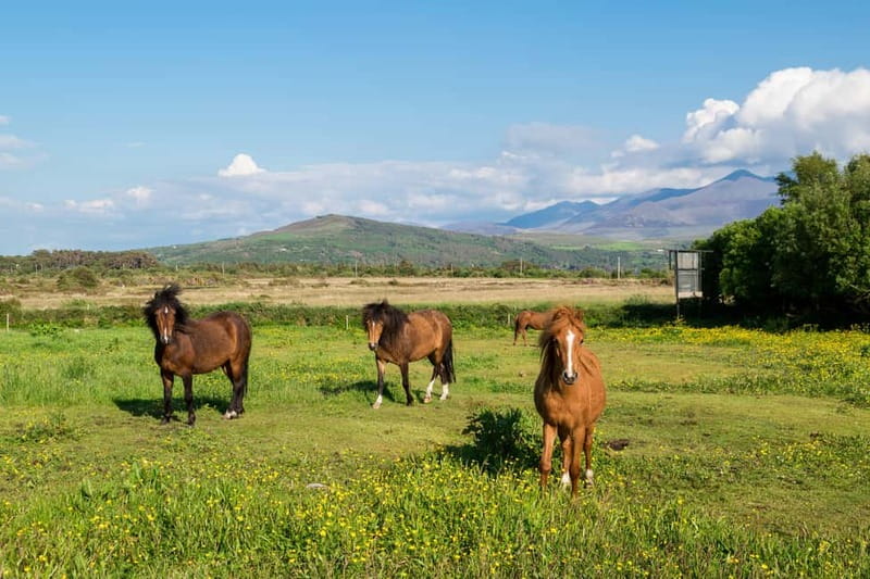 From Cork: Ring of Kerry & Killarney Guided Full Day Tour - Who should choose this Ring of Kerry outing?