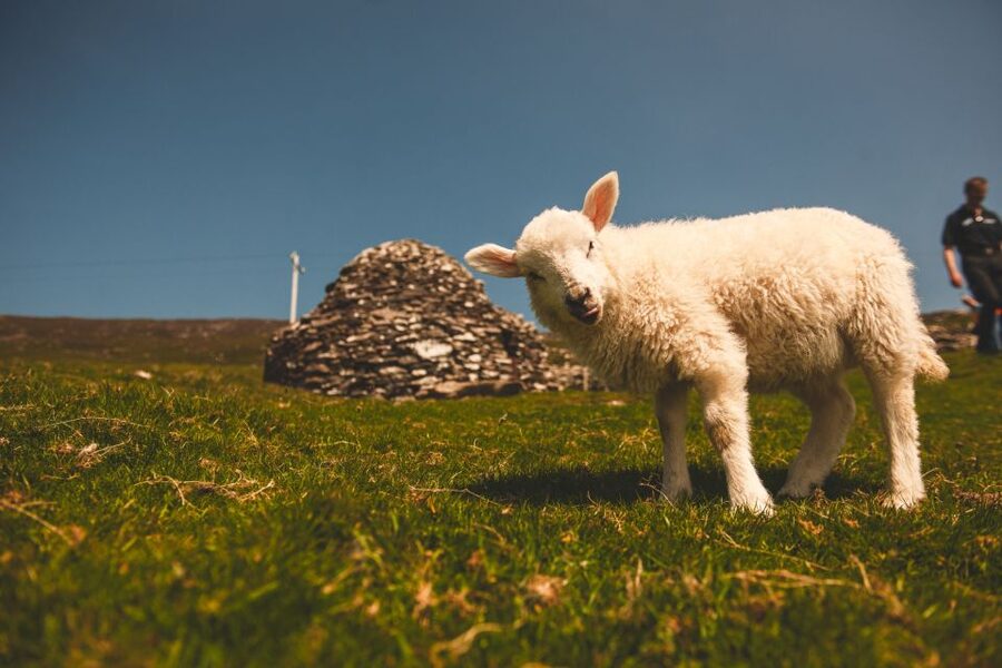 From Dublin: 3-Day Dingle, Killarney & the Wild Atlantic Way - Who should book this trip?