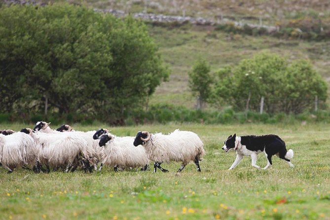 From Dublin: Wicklow, Glendalough, Waterfall & Sheepdog demo - Should you book this Wicklow day trip?