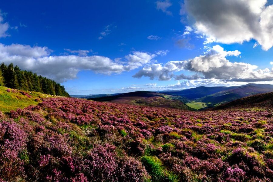 From Dublin: Wicklow Mountains, Glendalough & Kilkenny Tour - Why this day trip works from Dublin