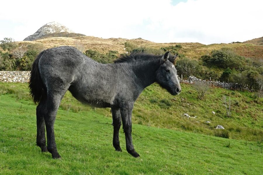 From Galway: Connemara National Park Full Day Tour - Is two hours enough for Diamond Hill?