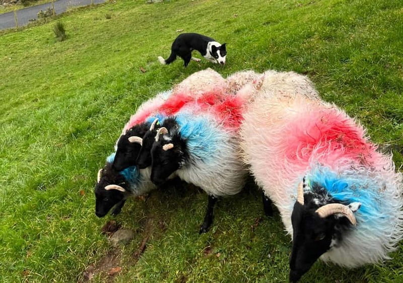 Galway: Connemara, Sheepdog Show and Medieval Castle Tour - Weather, clothing, and day-to-day practical advice