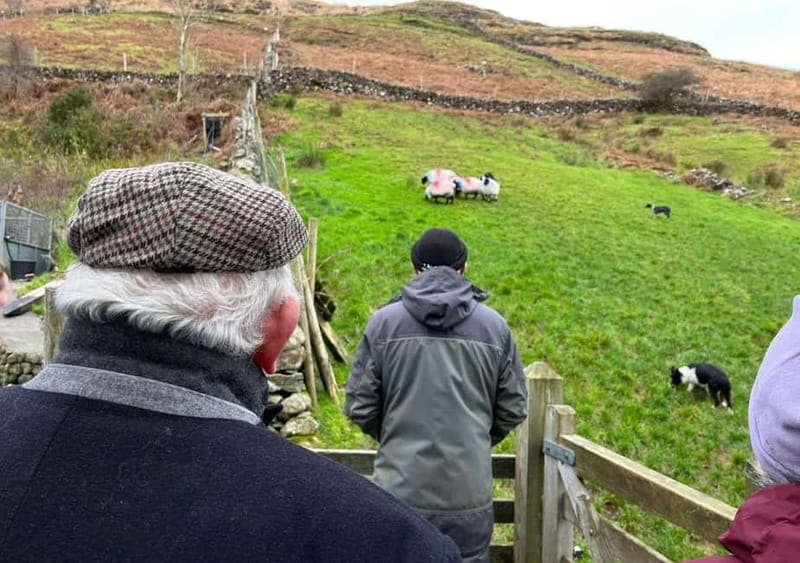 Galway: Connemara, Sheepdog Show and Medieval Castle Tour - Meeting Joe and the working sheepdogs
