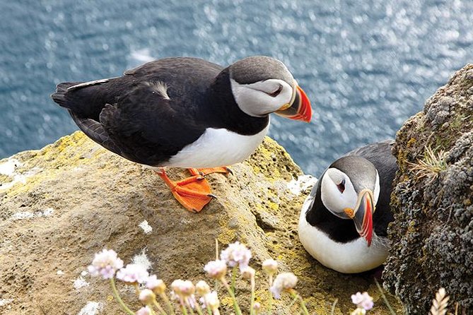 Galway to Cliffs of Moher, Aillwee Cave & Dunguaire Castle Tour - The Cliffs of Moher are the main event
