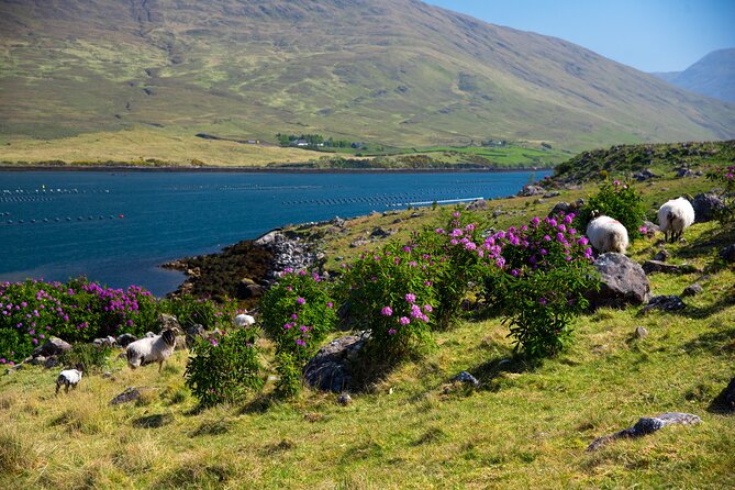 Galway to Connemara National Park Day Tour - Timing, fitness, and practical advice