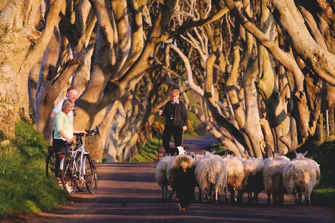 Giant's Causeway Day Tour from Dublin - Price, timing, and who will enjoy it
