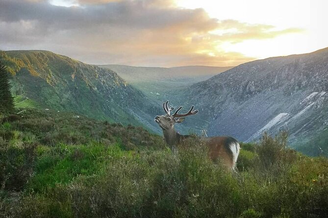 Glendalough Night Hike and History Tour - History along the route, not just at the ruins
