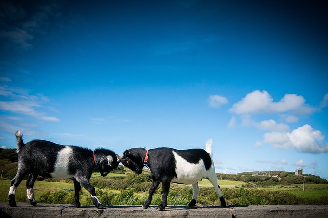 Guided Doolin Cave Tour: Experience Europe's Largest Stalactite - Add the Eco Trail above ground
