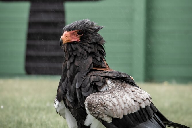 Guided Tour of Aillwee Cave and Visit to the Birds of Prey Centre - Hazel Woodland and the Burren above ground