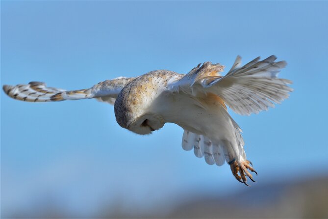 Guided Tour of Aillwee Cave and Visit to the Birds of Prey Centre - The Birds of Prey Centre and its flying displays