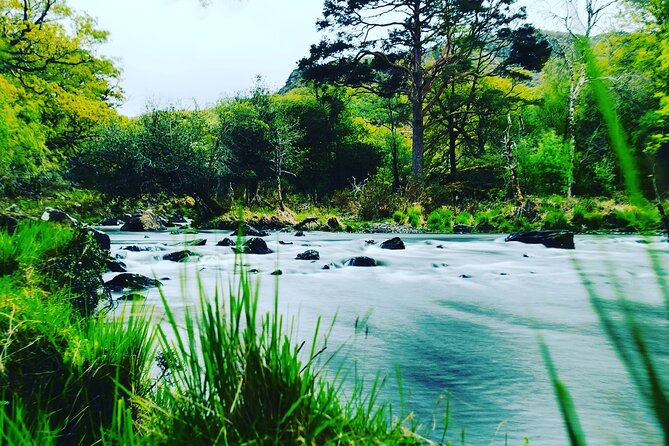 Guided Tour The Ring of Kerry, Skellig Ring and Valencia Island - Muckross Abbey and its ancient yew tree